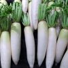 Fresh white Radish 