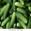 Fresh Cucumber/ Fresh ...