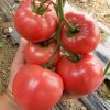 Fresh Beef Tomato, Che...