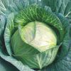 Nature Fresh Cabbage o...