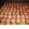 Fresh chicken brown and white eggs