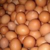 Fresh chicken brown and white eggs