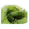 Sea Grapes Green Caviar Seaweed Sea Grapes Whatsapp 84348545435