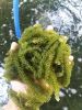 Sea Grapes Green Caviar Seaweed Sea Grapes Whatsapp 84348545435