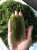 Sea Grapes Green Caviar Seaweed Sea Grapes Whatsapp 84348545435