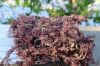  Wildcrafted Sea Moss / Dried Sea Moss Purple - Larry Vo (Whatsapp/Line/Viber/Ka