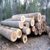 Pine round logs / pine wood / Pine wood price 
