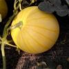 Yellow Peel red flesh seedless hybrid Watermelon Seeds for growing-Golden Seedless  3 buyers