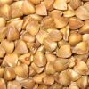 roasted bukwheat kernel