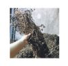 DRIED MESONA CHINENSIS...