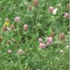 Red Clover P.E.