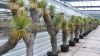 Yucca Thompsoniana man...