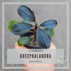 Bucephalandra Sp. Red Lemon