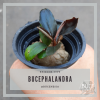 Bucephalandra Sp. Red Lemon