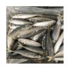 Seafoods and frozen fo...