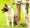 Multifunctional pet ba...