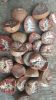 Dried Betel Nut