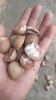 Dried Betel Nut
