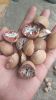 Dried Betel Nut
