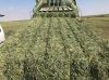 Lucerne Hay, Alfalfa Hay Bale, Clover from Sweden