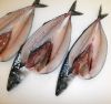 Frozen Atlantic Mackerel Fish Scomber Scombrus 