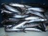 Frozen Atlantic Mackerel Fish Scomber Scombrus 