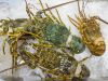 Fresh nad Frozen lobsters