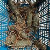 Fresh nad Frozen lobsters