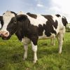 Live Dairy Cows and Pregnant Holstein Heifers Cow for sale