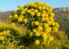 Asafoetida (Hing)