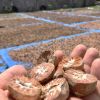 Betel Nut / Areca Nuts...