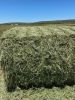 Alfalfa Lucerne Hay for sale