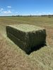 Alfalfa Lucerne Hay for sale