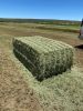 Alfalfa Lucerne Hay for sale