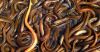 EEL FISH