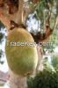 Baobab Super Fruit Pow...