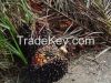 Palm fruit bunches and...