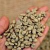 Coffee Bean Common Cul...