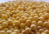 premium quality soya b...