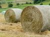 Alfalfa Hay, Rhodes Grass, Oats Hay Ready / Oats Hay Animal Feed for Sale