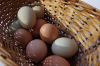 Good quality White &amp;amp; Brown Fresh Chicken Table Eggs