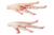 frozen fresh Chicken paws, chicken feet, chicken skin, chicken tail