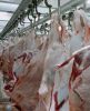 Fresh Frozen Sheep Meat 