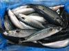Fresh and Salt-Preserved Spanish Mackerel Whole Frozen Pacific Mackerel 