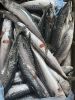 Fresh and Salt-Preserved Spanish Mackerel Whole Frozen Pacific Mackerel 