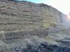 Maize silage 