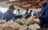 Ã¢ï¿½Â¢	Raw Wool (18-22 Micron) 	Premium Mohair (22-32 Micron)