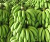 Fresh Cavendish Banana...