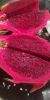 Organic Dragon Fruit