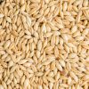 Barley Grains / Malt /Human Consumption / Animal Feed